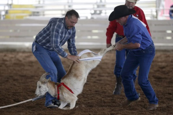 GoatDressing.jpg