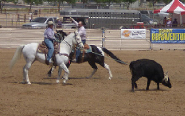 TeamRoping.jpg