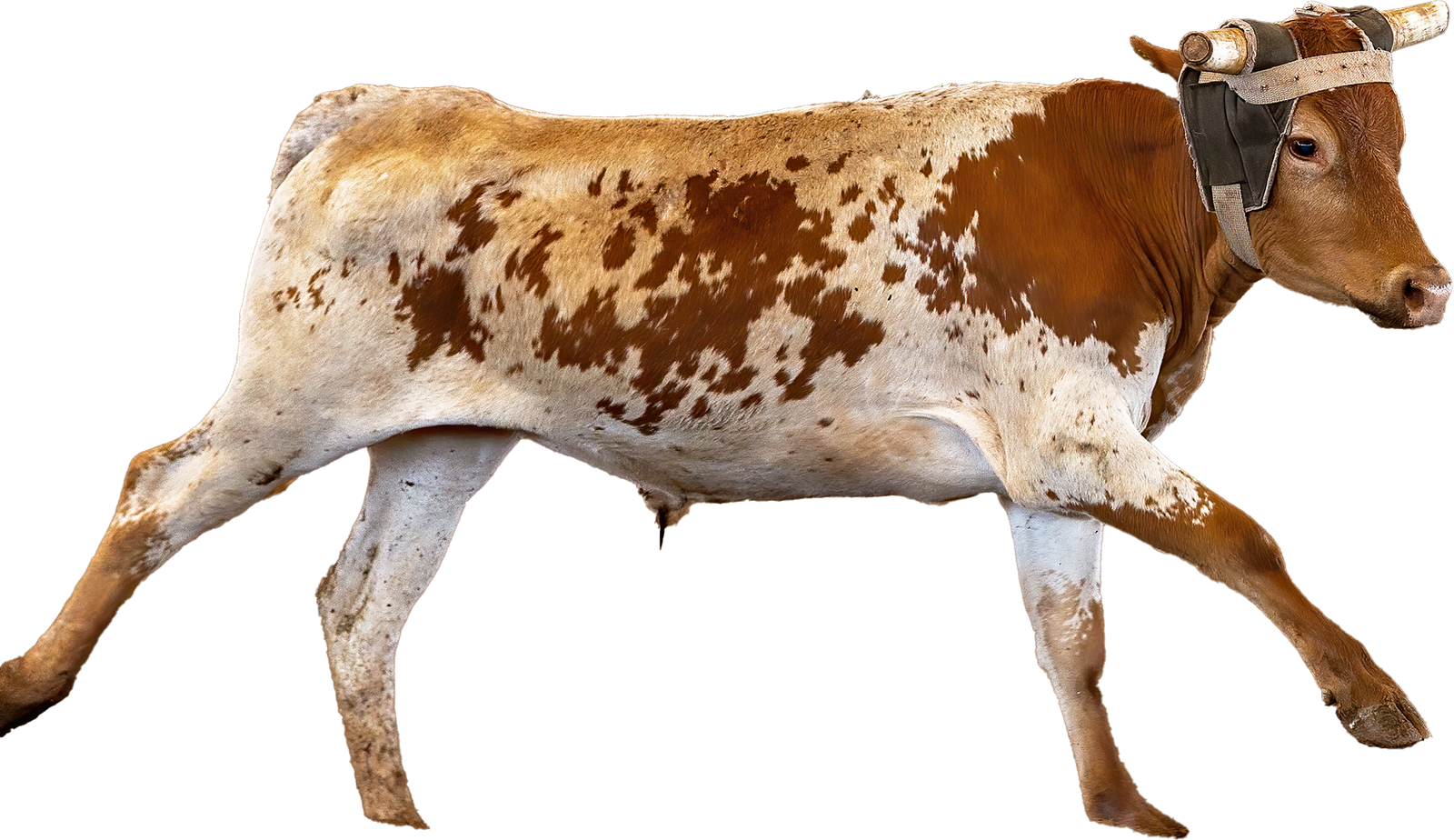 Rocky Mountain Regional Rodeo 43 — CGRA archive